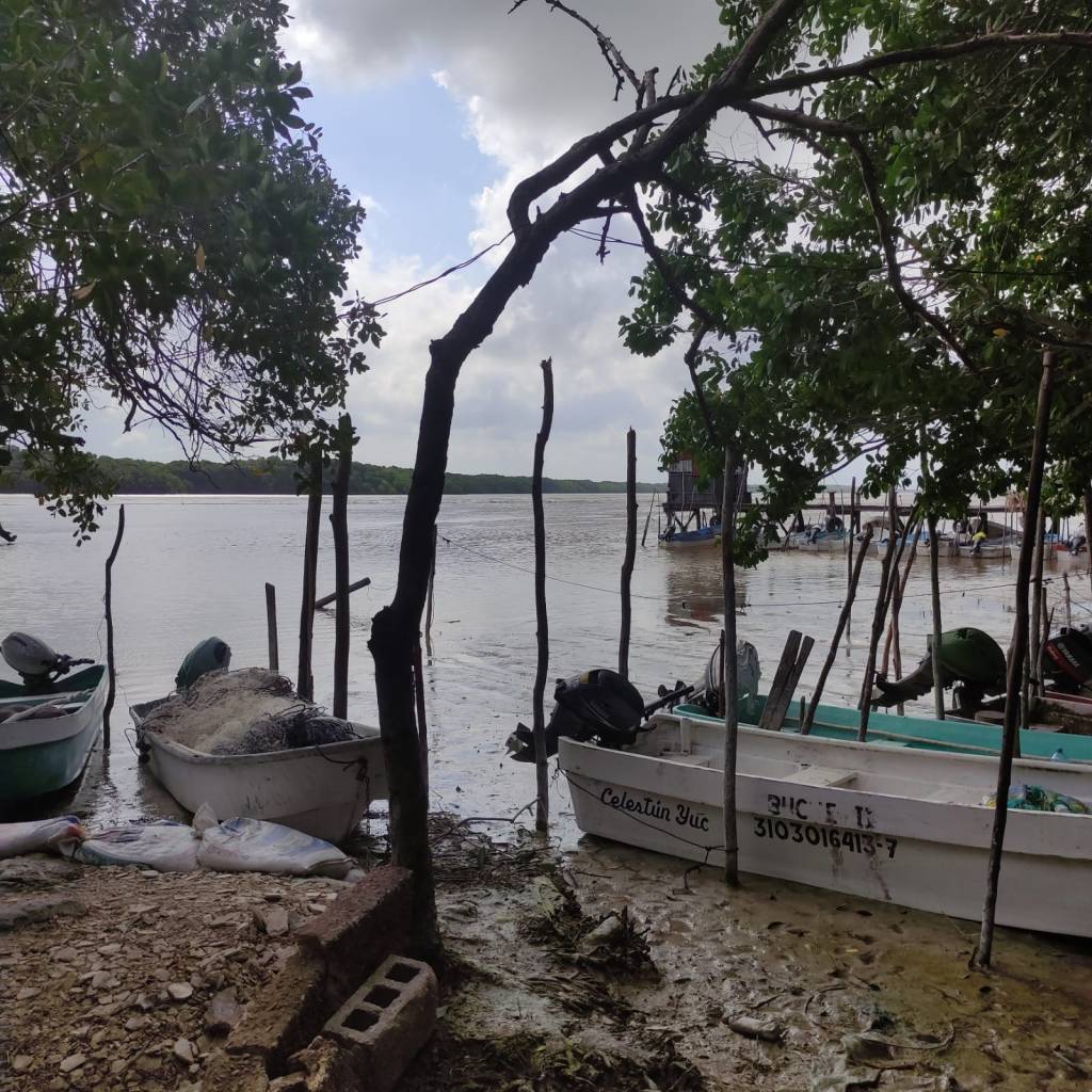 Si en San Felipe recorren 40 millas por el mero, en Celestún navegan hasta cien&nbsp;millas