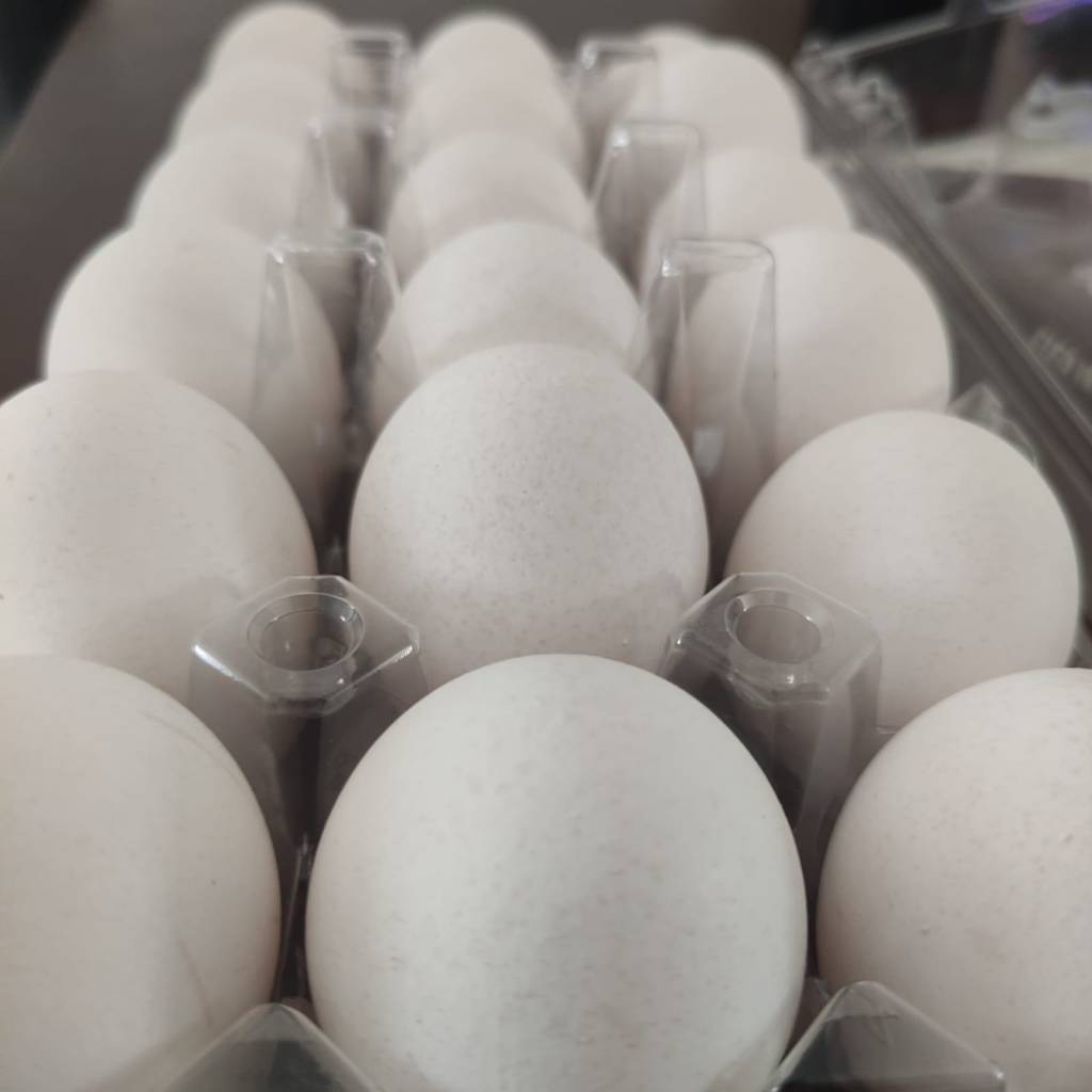 «El incremento del huevo se debe a la inflación, no a la gripe aviar» dice CCE&nbsp;Yucatán