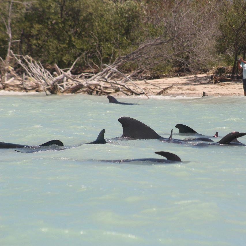 Una mordida de orca generó el avistamiento de delfines&nbsp;«calderones»