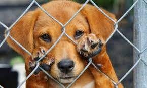 La fiscalía de Yucatán tendrá Servicio Veterinario&nbsp;Forense