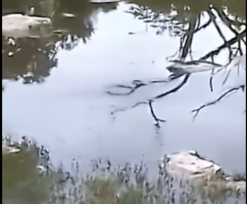 No descartan presencia de cocodrilo en el poniente de&nbsp;Mérida