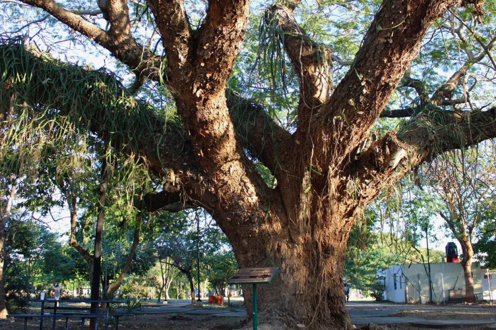 El Ayuntamiento de Mérida nombra el tercer Árbol Patrimonio&nbsp;Verde