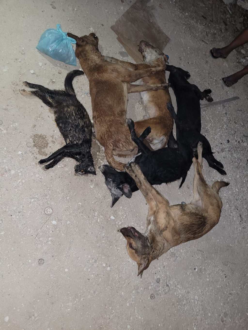 Otro caso de muerte y maltrato&nbsp;animal