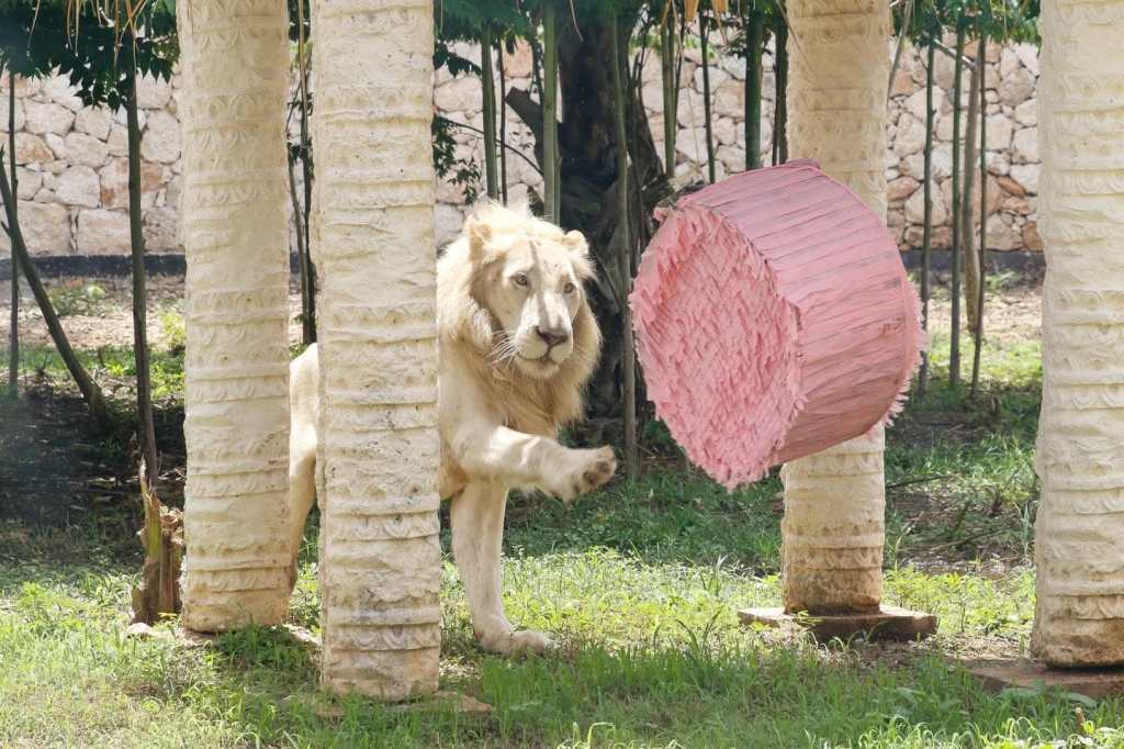 Tigre, león albino entre otros felinos en&nbsp;Animaya