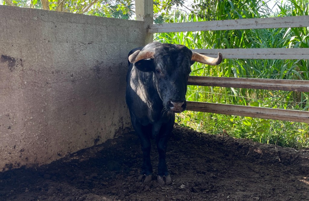 50 nuevos casos del gusano barrenador en&nbsp;Yucatán