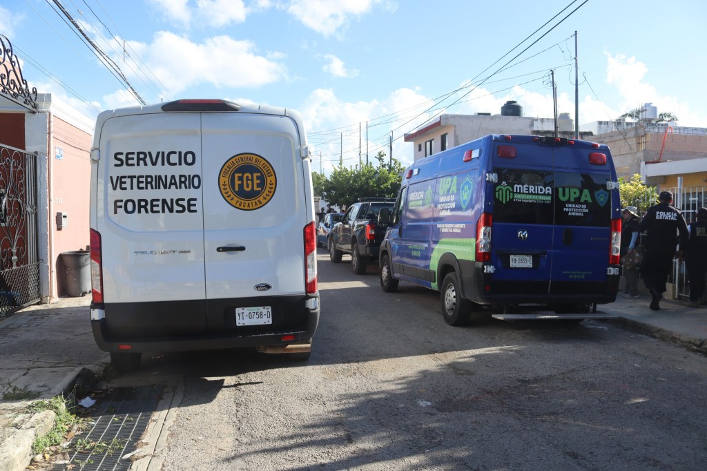 Bajo el delito de crueldad animal se está investigando el caso de la perra herida en el norte de&nbsp;Mérida