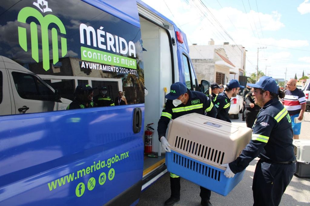 Prisión preventiva a sujeto que presuntamente envenenó a perros en la Central de&nbsp;Abastos