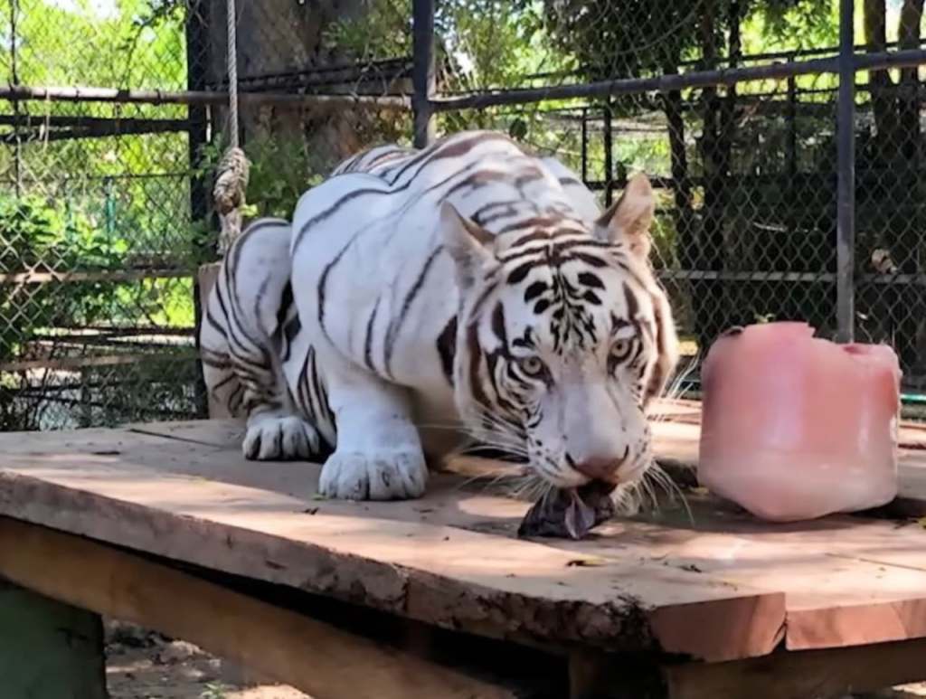 Tigre blanco se muda al felinario Balam&nbsp;Balam